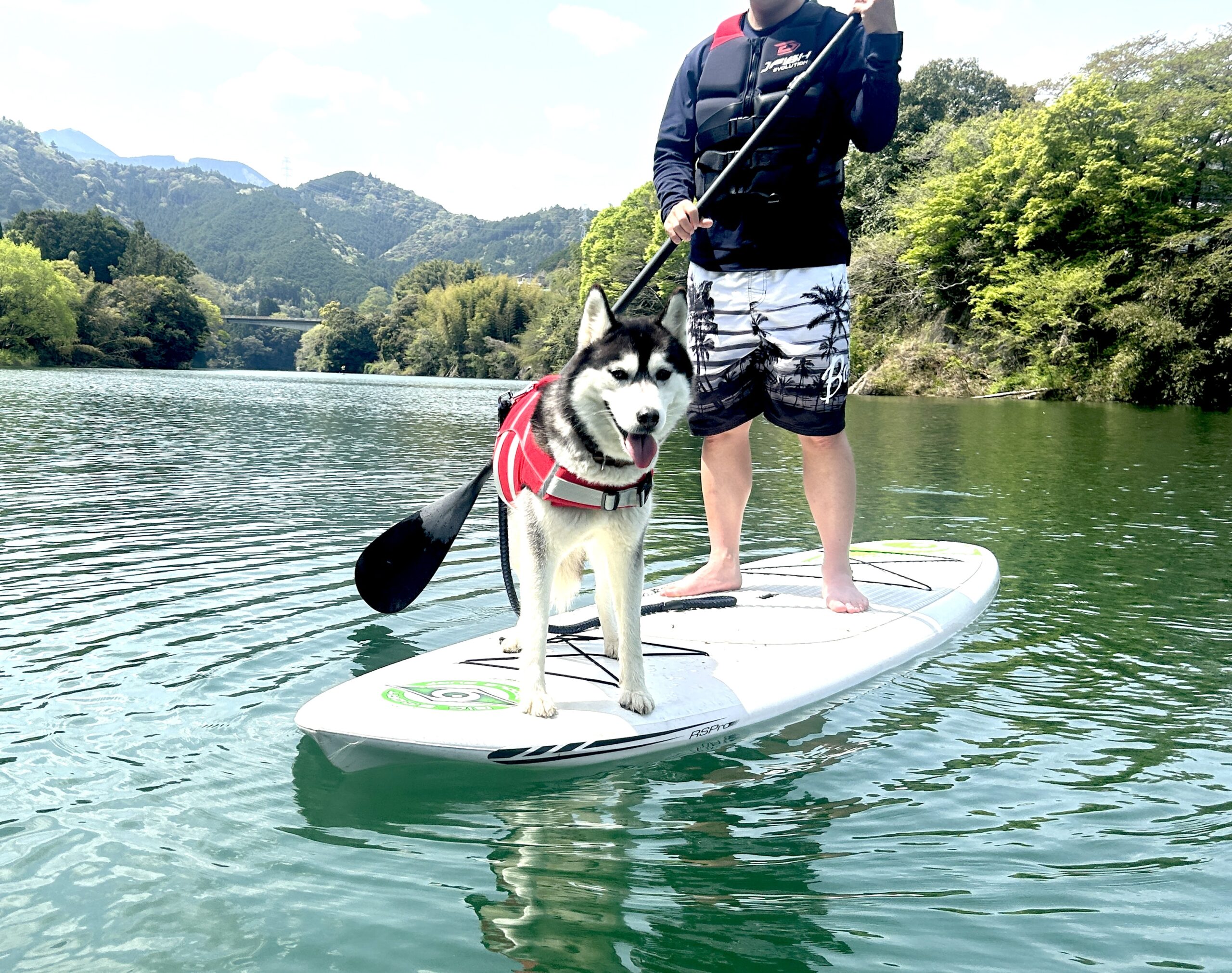 SUP with Dogs